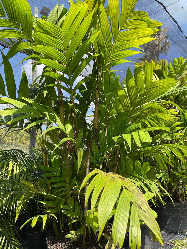 pinanga-coronata-pinanga-kuhlii-ivory-cane-palm