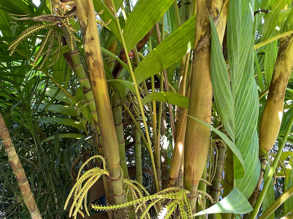 pinanga-coronata-pinanga-kuhlii-ivory-cane-palm