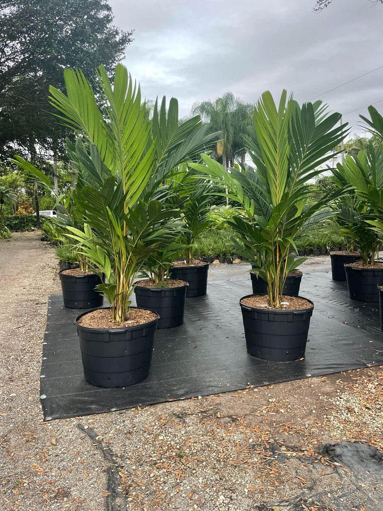 pinanga-coronata-pinanga-kuhlii-ivory-cane-palm