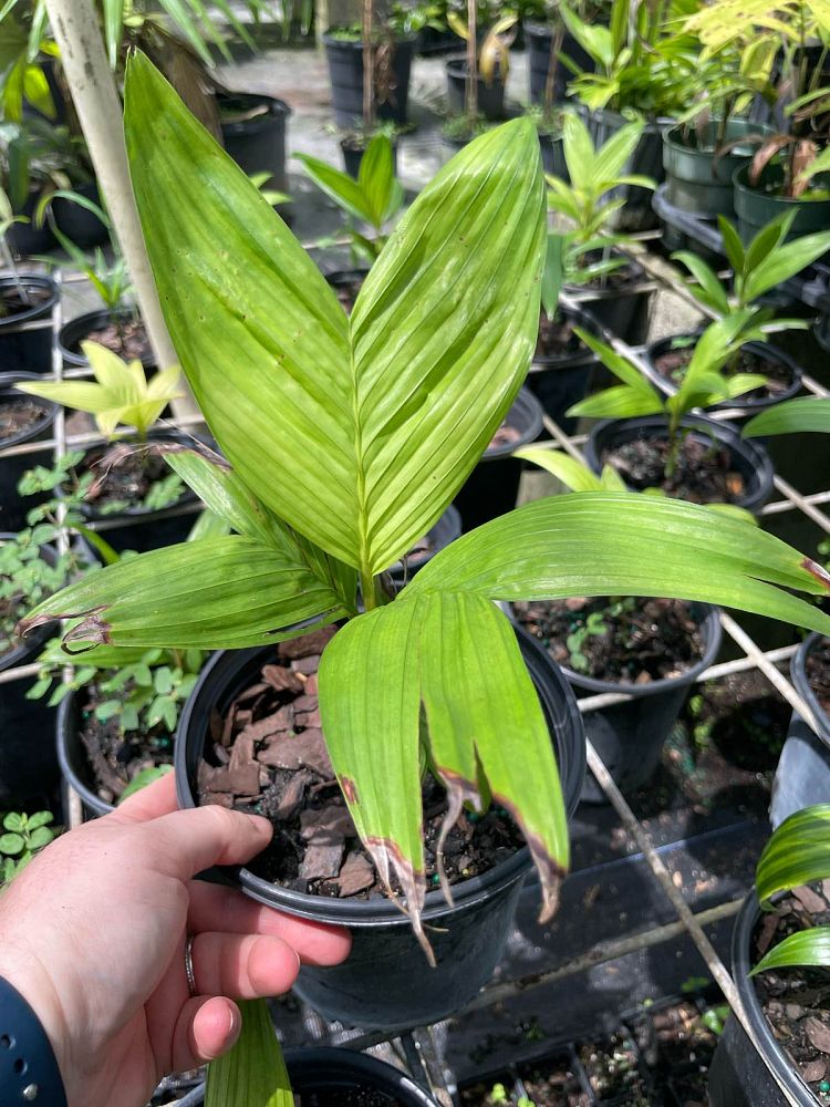 pinanga-coronata-pinanga-kuhlii-ivory-cane-palm