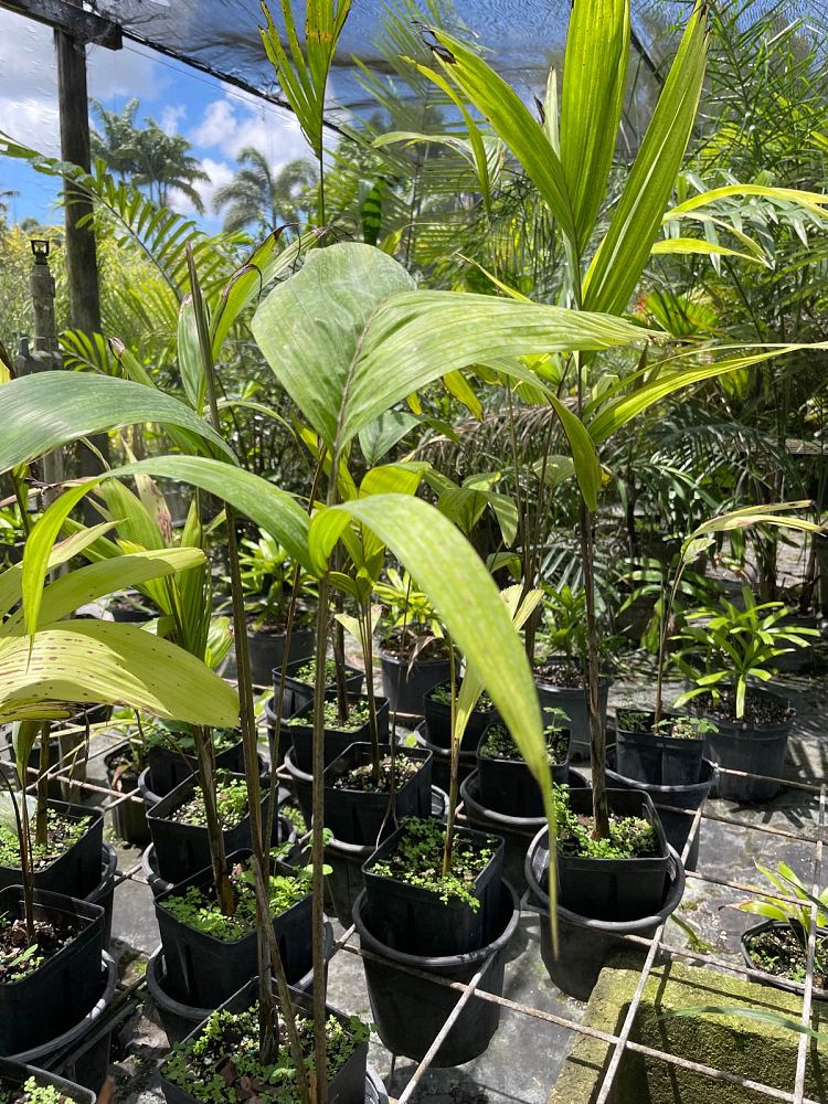 pinanga-speciosa
