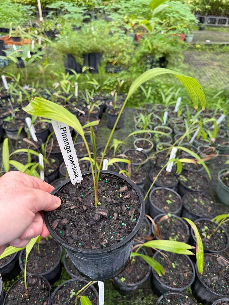 pinanga-speciosa