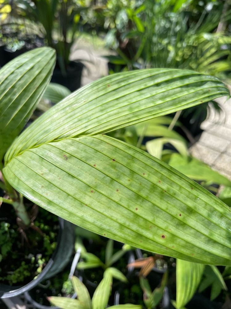 pinanga-thai-mottled