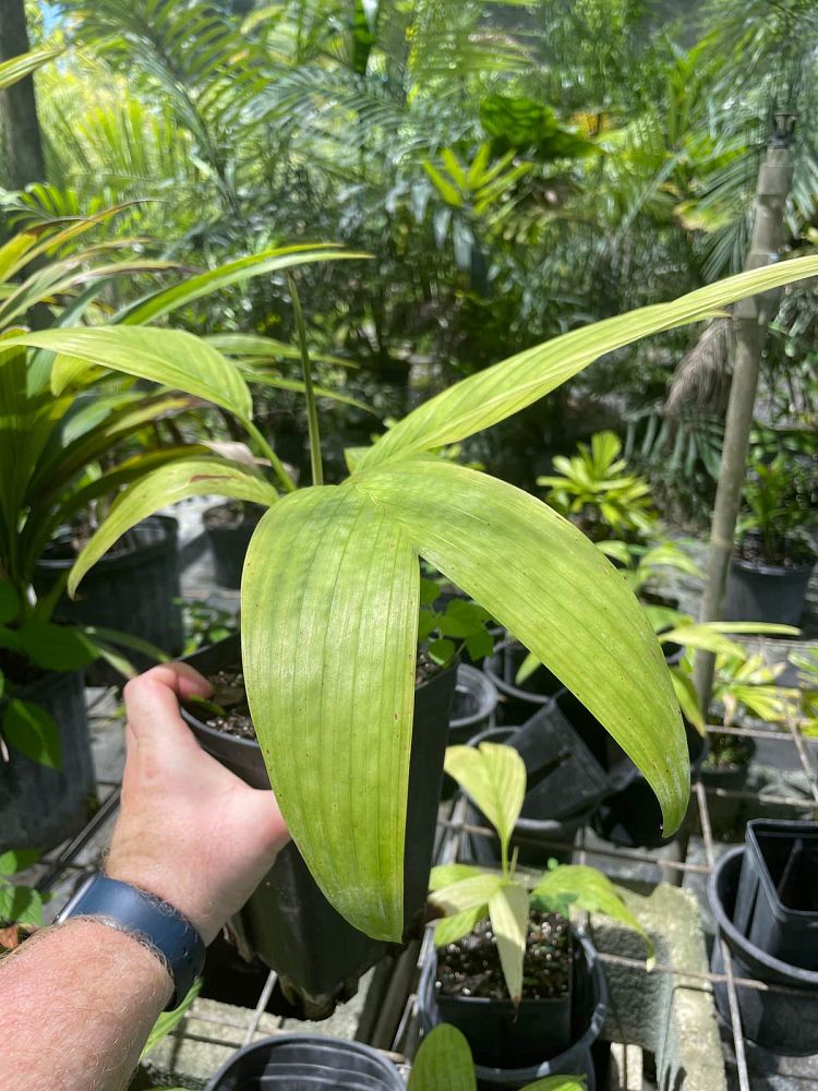 pinanga-thai-mottled