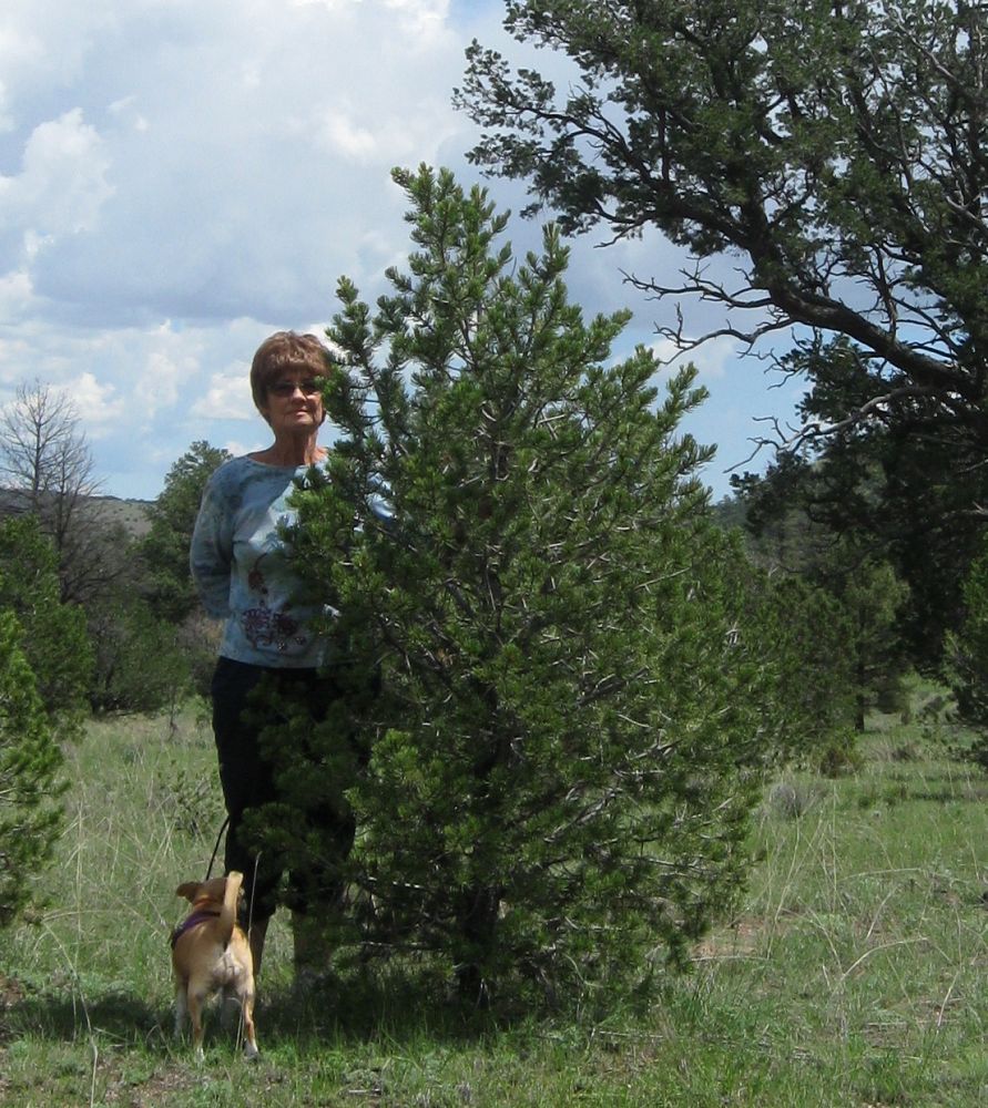 pinus-cembroides-edulis-colorado-pinyon-pinyon-pine-pinus-edulis
