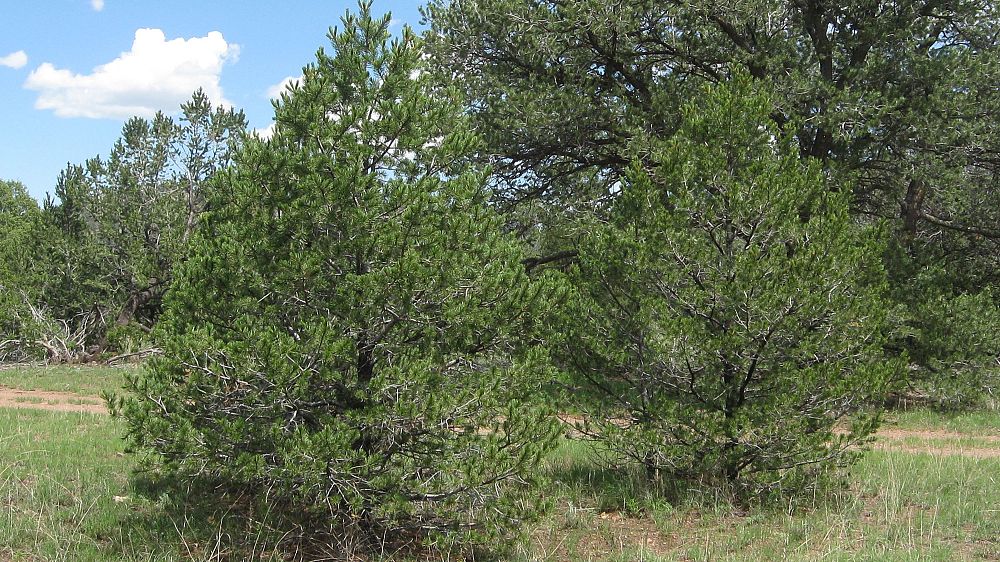 pinus-cembroides-edulis-colorado-pinyon-pinyon-pine-pinus-edulis