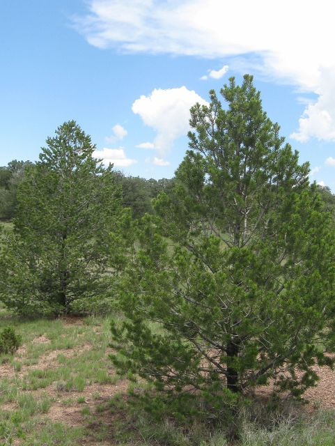pinus-cembroides-edulis-colorado-pinyon-pinyon-pine-pinus-edulis
