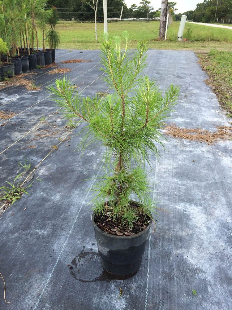 pinus-clausa-sand-pine