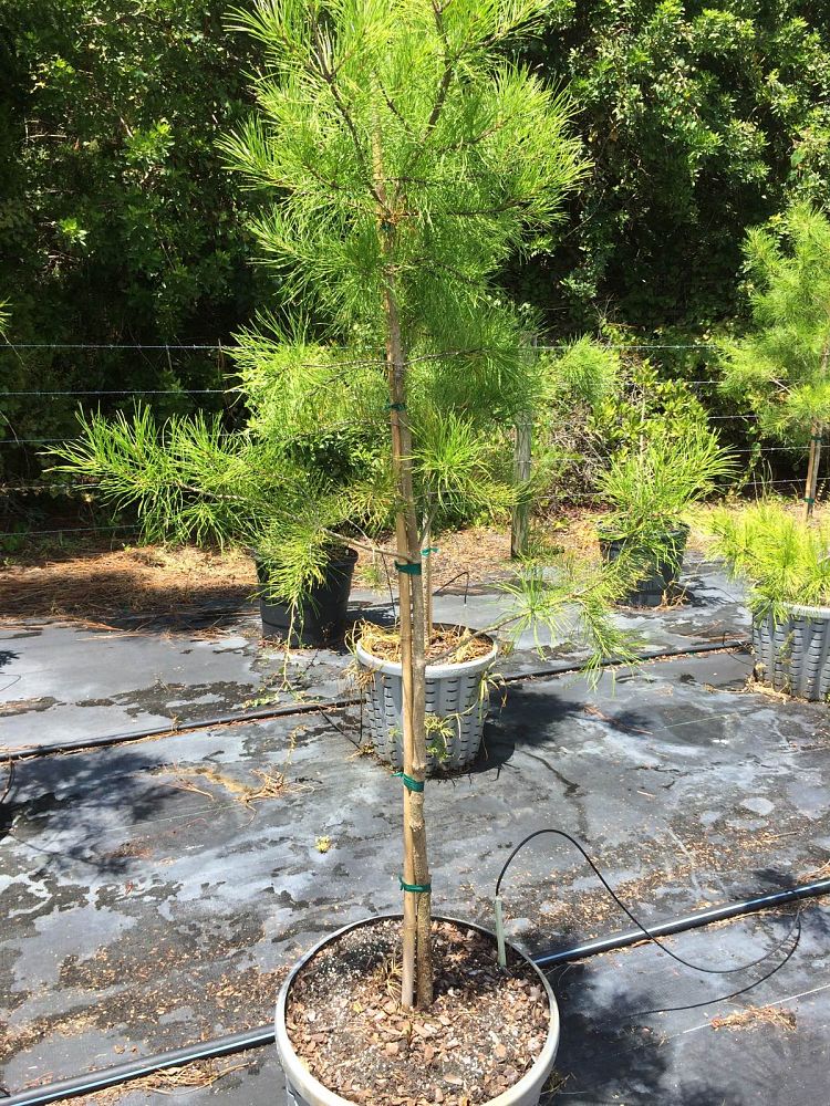 pinus-clausa-sand-pine
