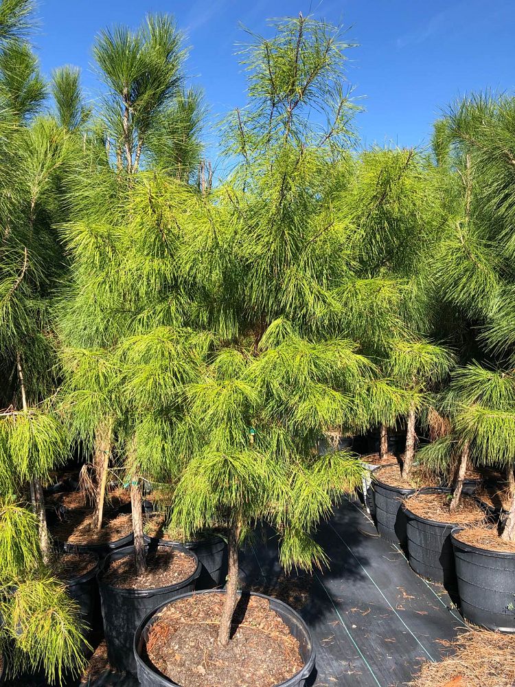 pinus-clausa-sand-pine