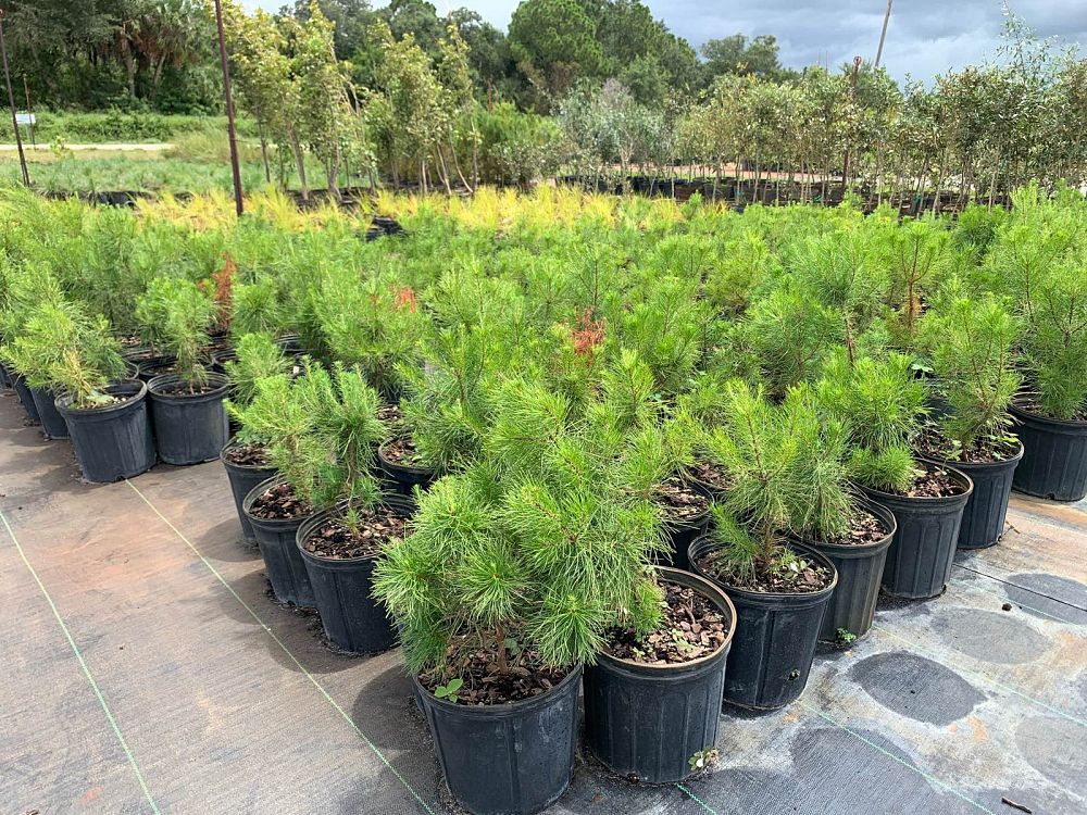 pinus-clausa-sand-pine