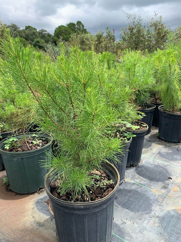 pinus-clausa-sand-pine