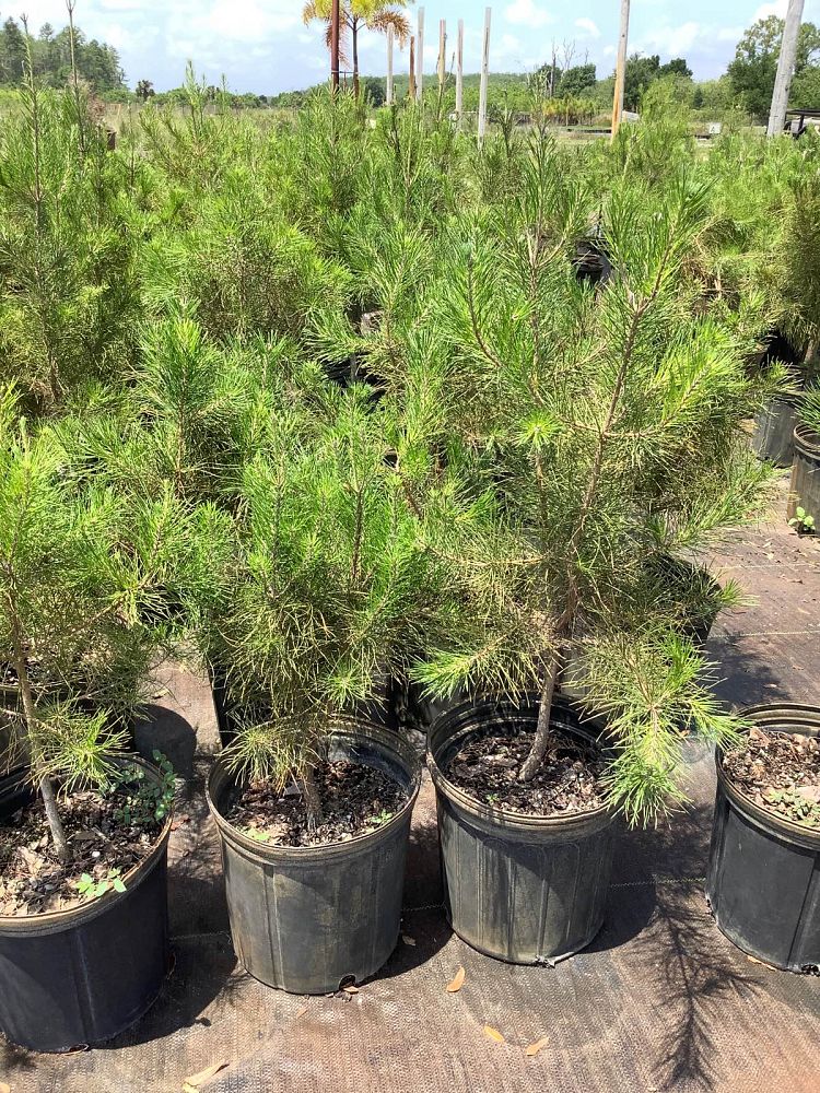 pinus-clausa-sand-pine