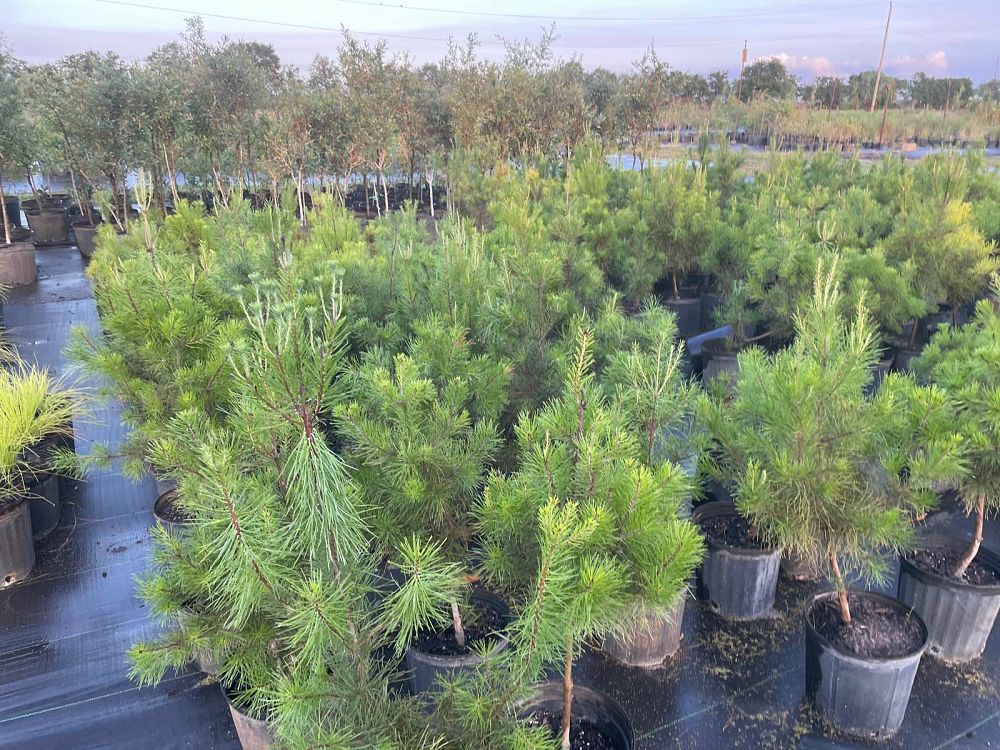 pinus-clausa-sand-pine