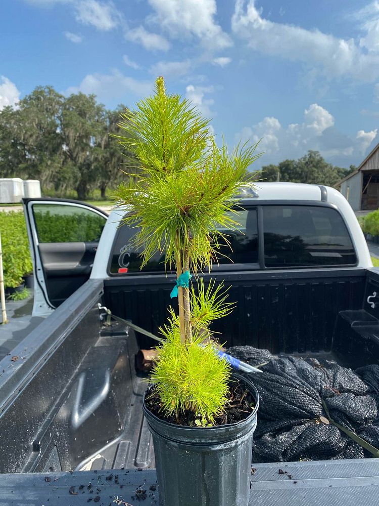 pinus-clausa-sand-pine