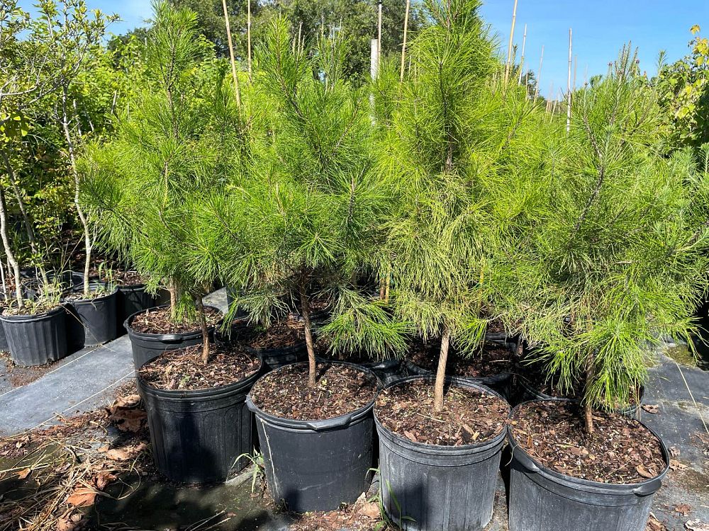 pinus-clausa-sand-pine
