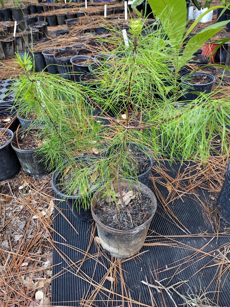 pinus-clausa-sand-pine