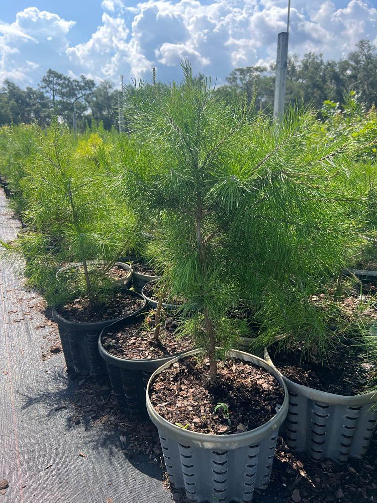 pinus-clausa-sand-pine