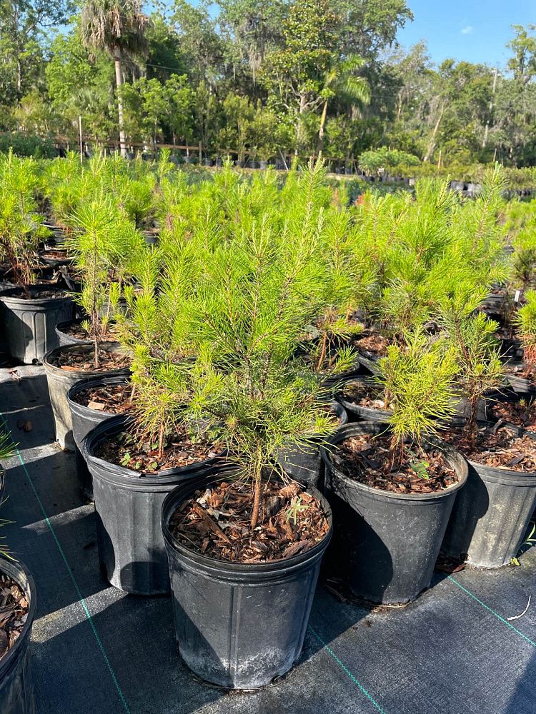 pinus-clausa-sand-pine