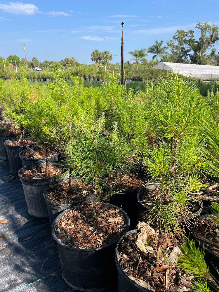 pinus-clausa-sand-pine