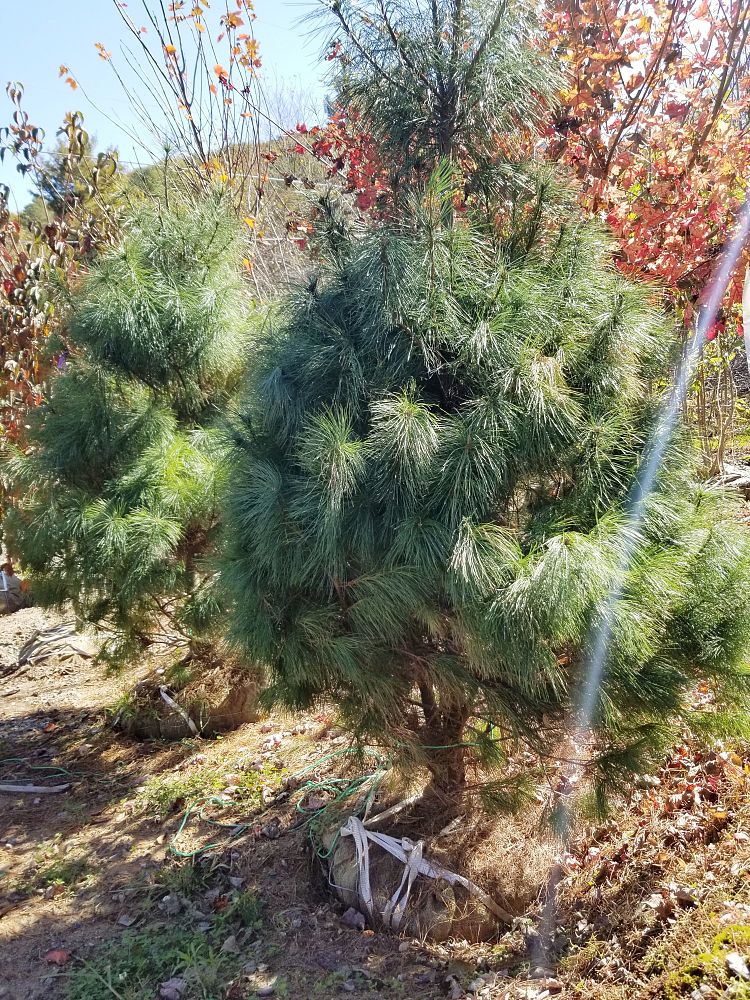 pinus-domingo-domingo-pine-eastern-white-pine