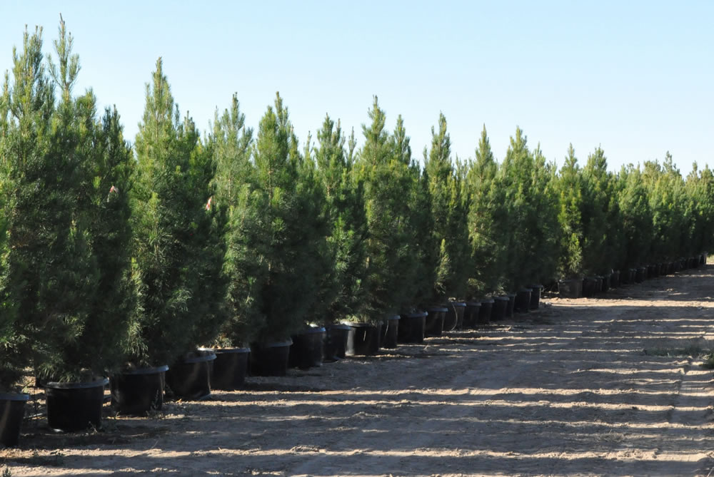 pinus-eldarica-eldarica-pine-afghan-pine-mondale-pine