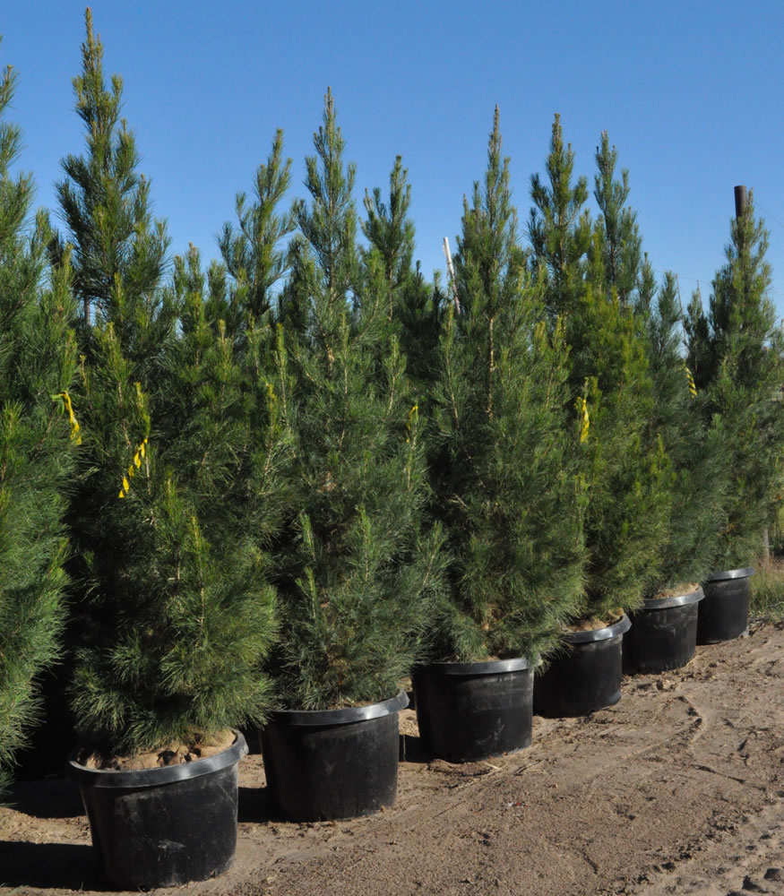pinus-eldarica-eldarica-pine-afghan-pine-mondale-pine