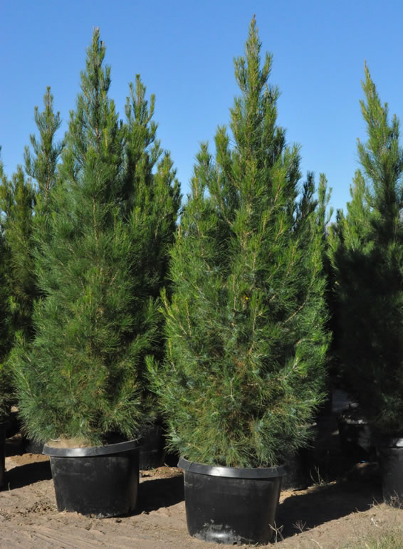 pinus-eldarica-eldarica-pine-afghan-pine-mondale-pine