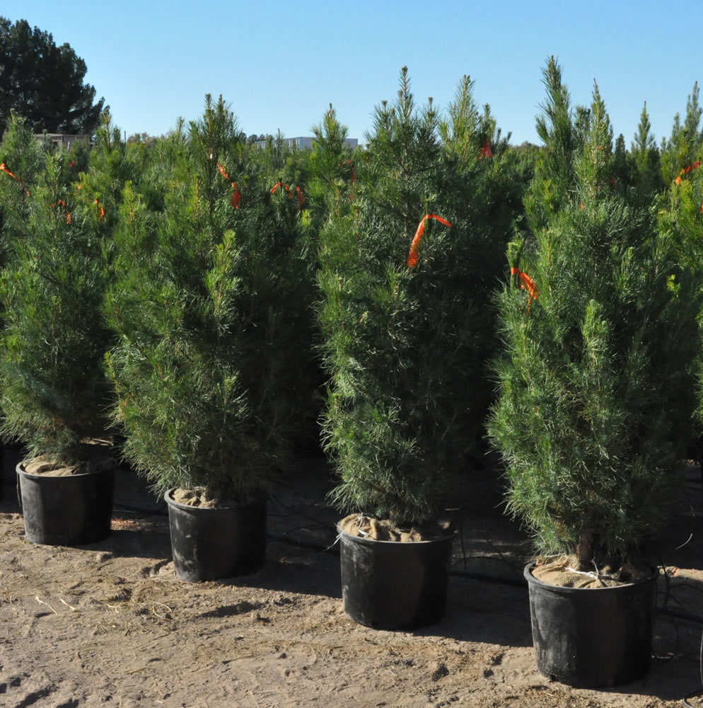 pinus-eldarica-eldarica-pine-afghan-pine-mondale-pine