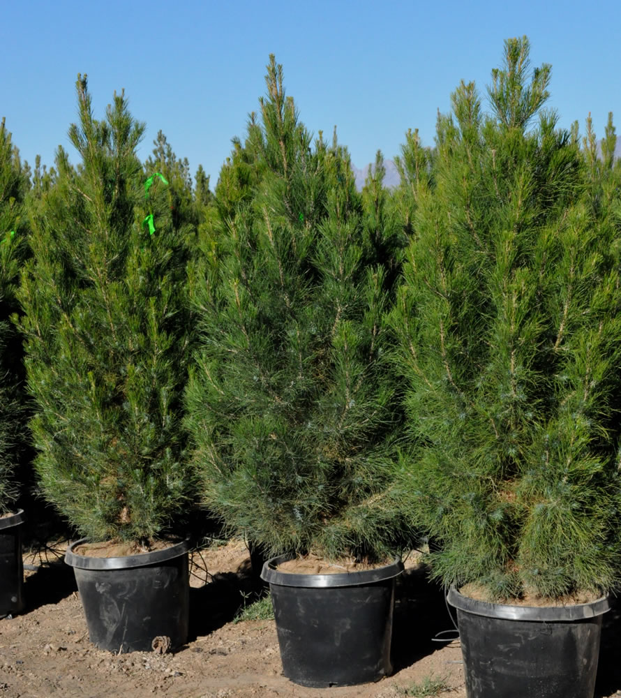 pinus-eldarica-eldarica-pine-afghan-pine-mondale-pine