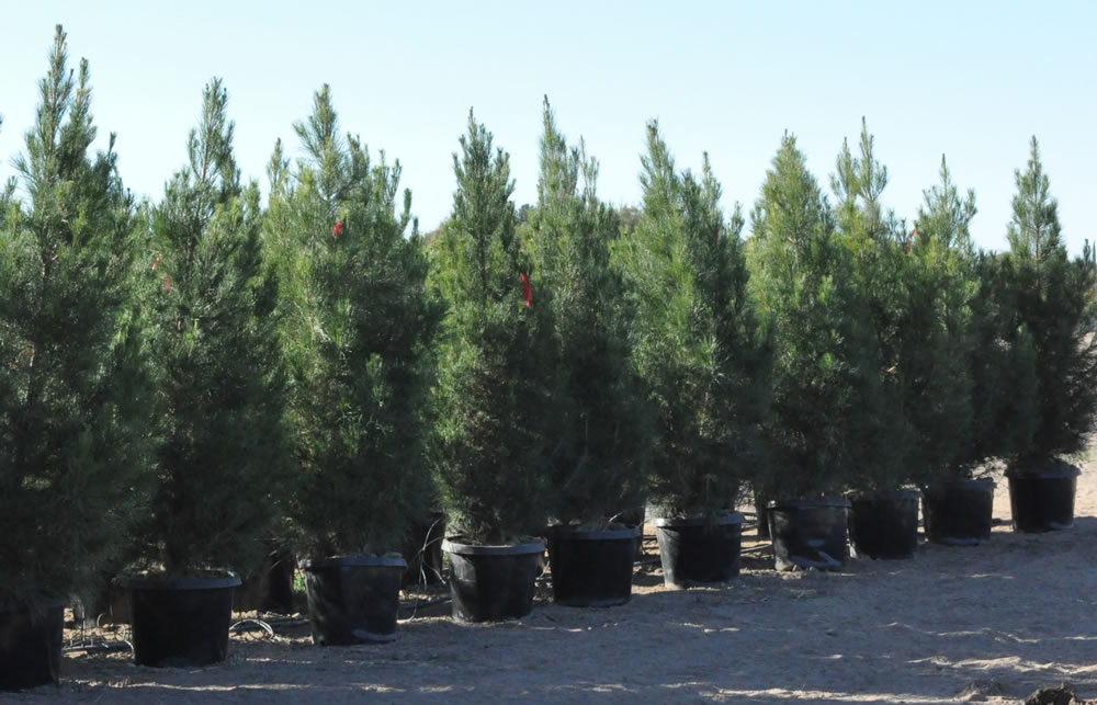 pinus-eldarica-eldarica-pine-afghan-pine-mondale-pine