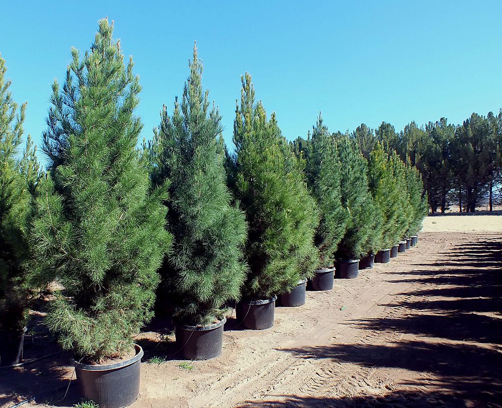 pinus-eldarica-eldarica-pine-afghan-pine-mondale-pine