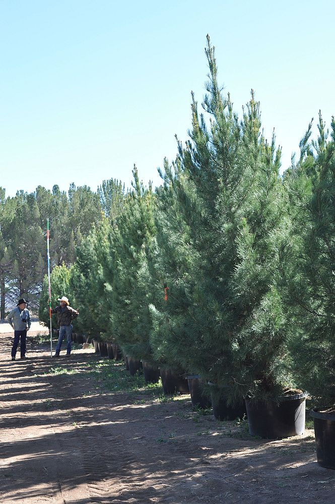pinus-eldarica-eldarica-pine-afghan-pine-mondale-pine
