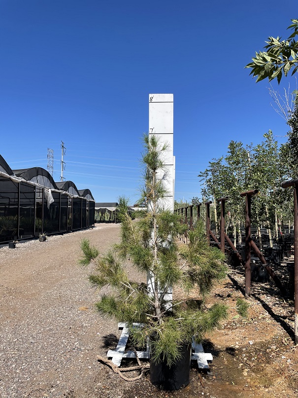 pinus-eldarica-eldarica-pine-afghan-pine-mondale-pine