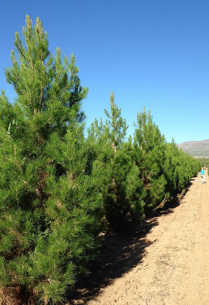 pinus-eldarica-eldarica-pine-afghan-pine-mondale-pine