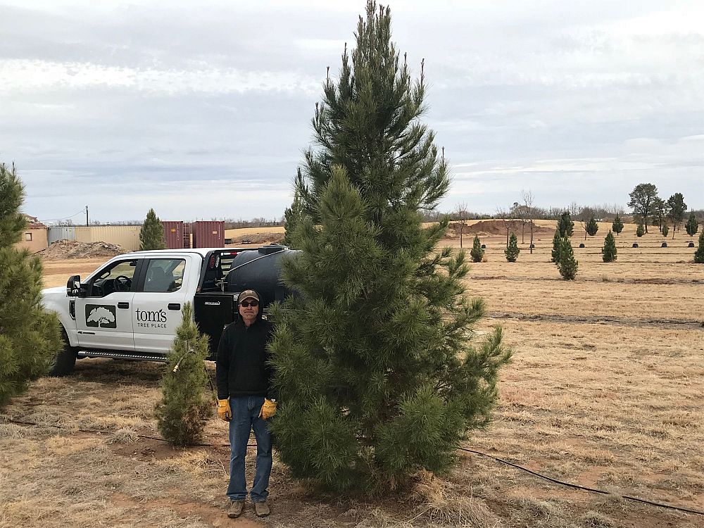 pinus-eldarica-eldarica-pine-afghan-pine-mondale-pine