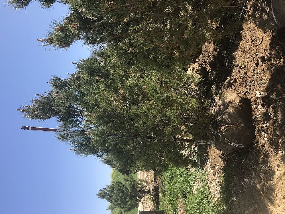 pinus-eldarica-eldarica-pine-afghan-pine-mondale-pine