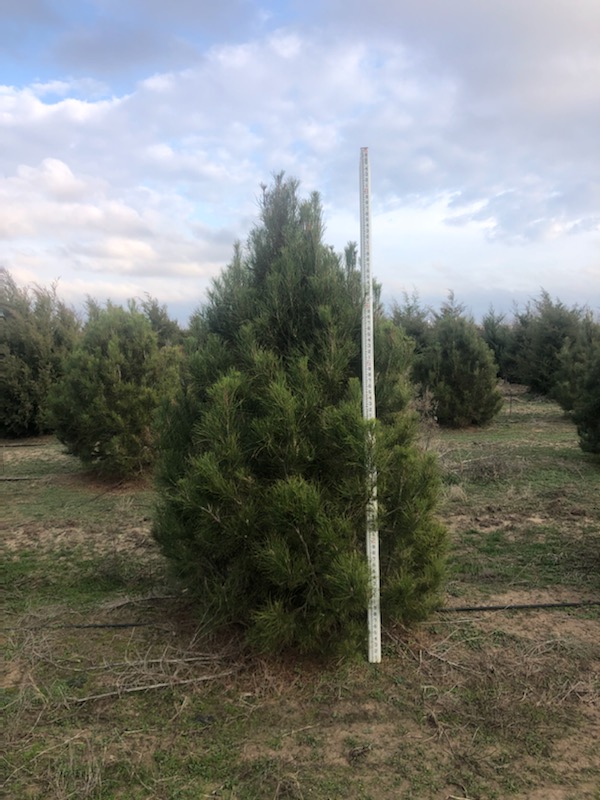 pinus-eldarica-eldarica-pine-afghan-pine-mondale-pine