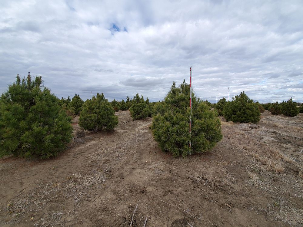 pinus-eldarica-eldarica-pine-afghan-pine-mondale-pine
