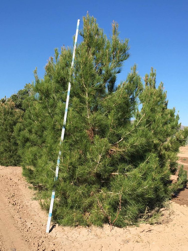 pinus-eldarica-eldarica-pine-afghan-pine-mondale-pine