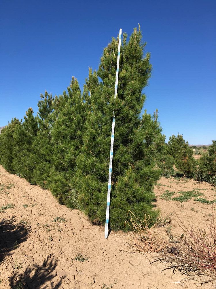 pinus-eldarica-eldarica-pine-afghan-pine-mondale-pine