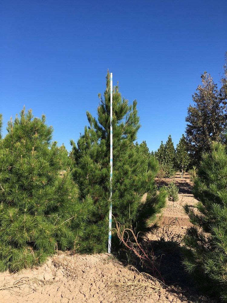 pinus-eldarica-eldarica-pine-afghan-pine-mondale-pine