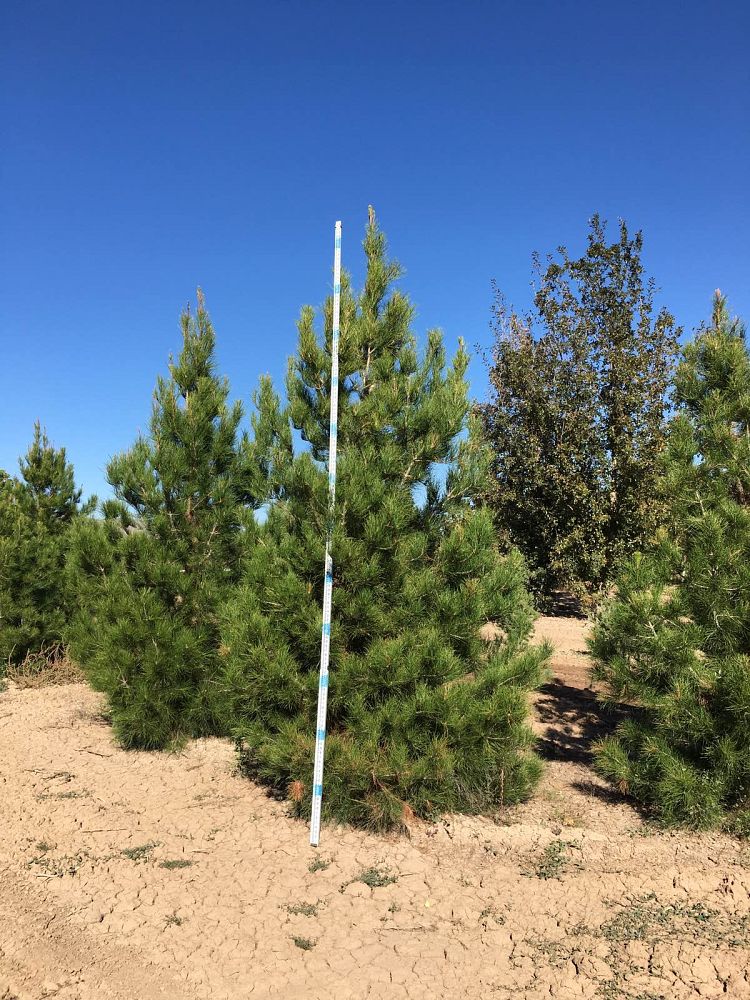 pinus-eldarica-eldarica-pine-afghan-pine-mondale-pine