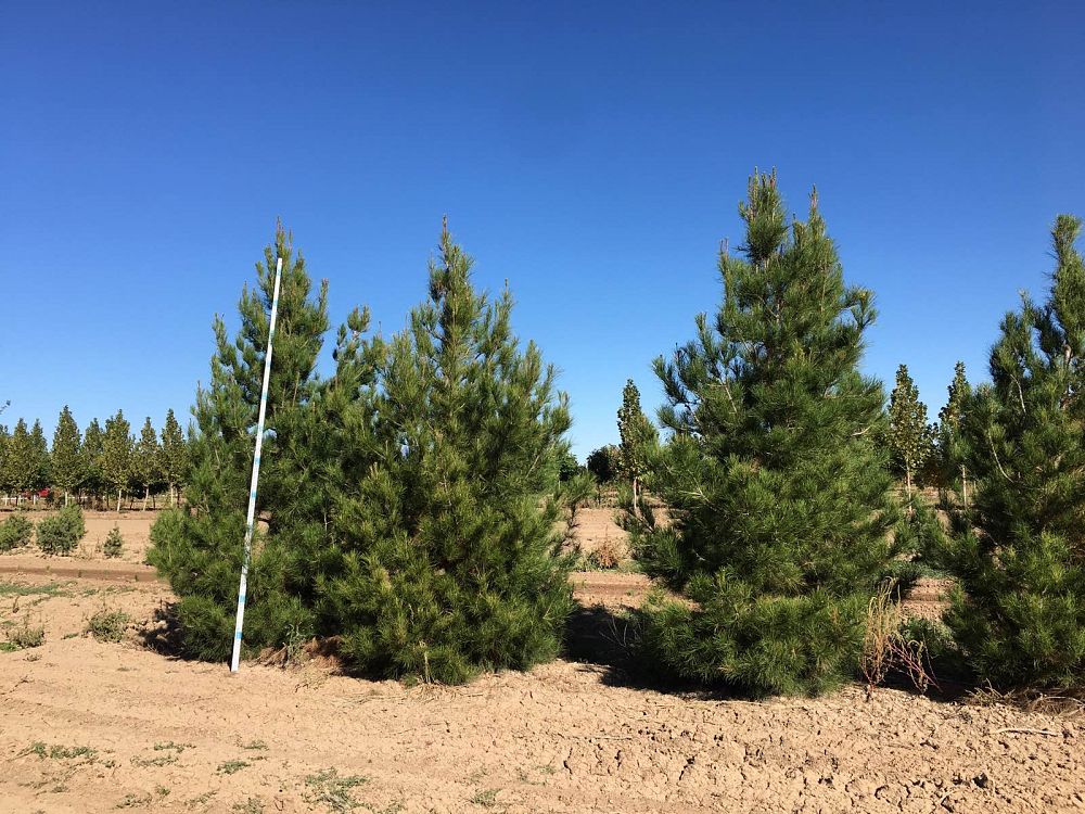 pinus-eldarica-eldarica-pine-afghan-pine-mondale-pine