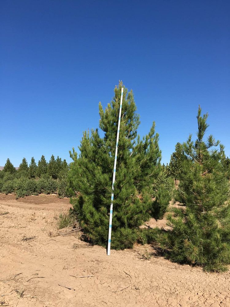 pinus-eldarica-eldarica-pine-afghan-pine-mondale-pine