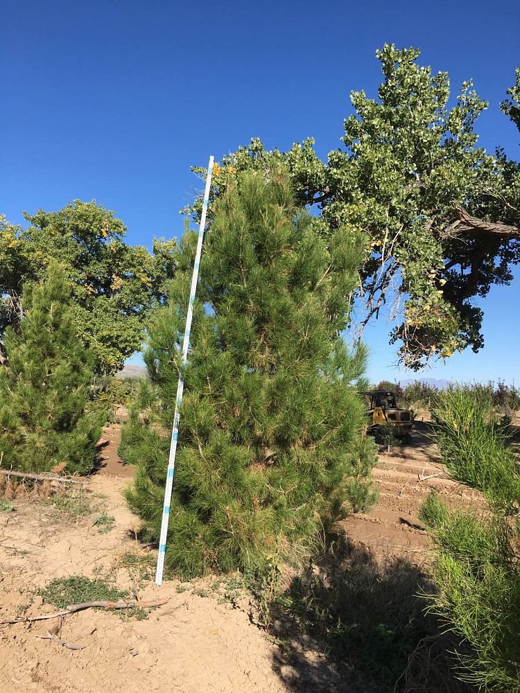 pinus-eldarica-eldarica-pine-afghan-pine-mondale-pine
