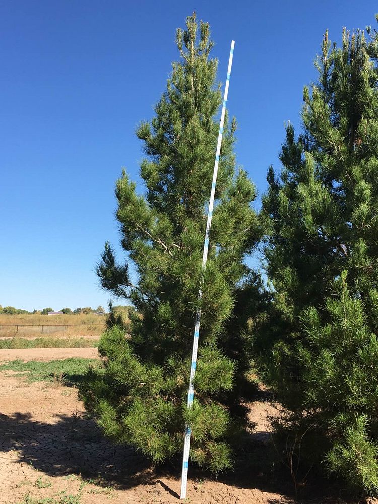 pinus-eldarica-eldarica-pine-afghan-pine-mondale-pine