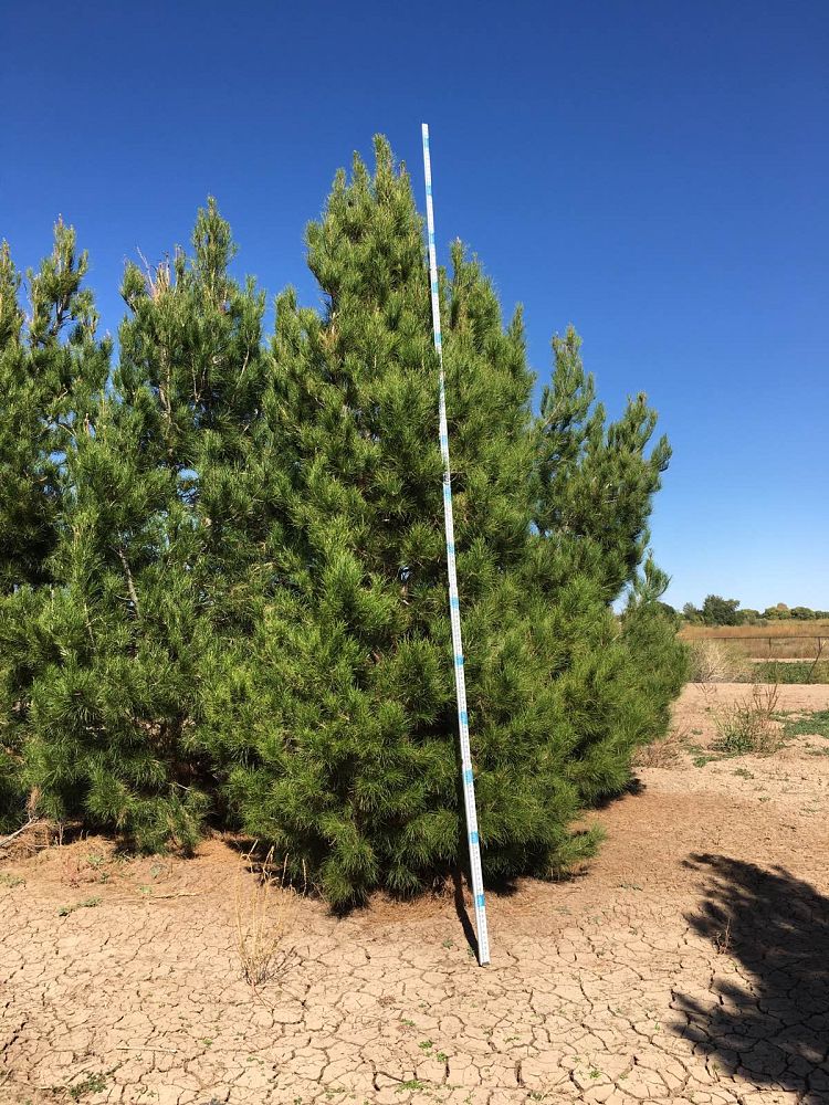 pinus-eldarica-eldarica-pine-afghan-pine-mondale-pine