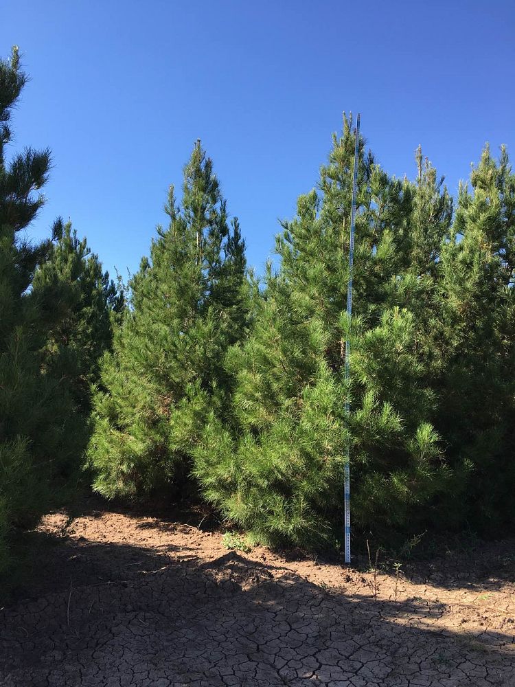 pinus-eldarica-eldarica-pine-afghan-pine-mondale-pine