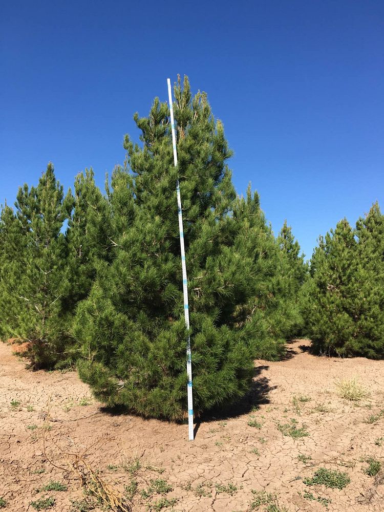 pinus-eldarica-eldarica-pine-afghan-pine-mondale-pine